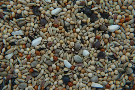 Neophema